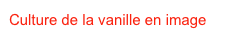 Culture de la vanille en image